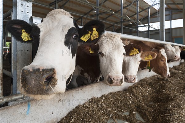 Dairy cows at the feed fence in modern loose housing