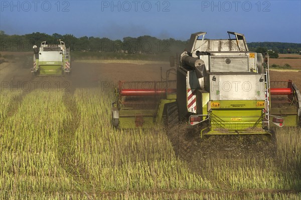 Two combine harvesters