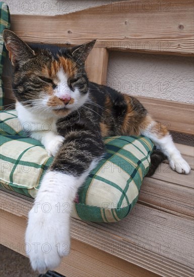 House cat resting on a bench