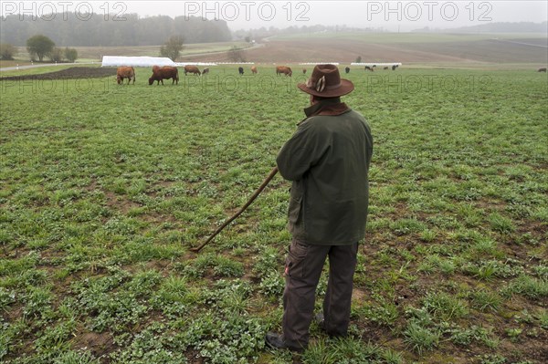 Farmer tending his Salers cattle in meadow