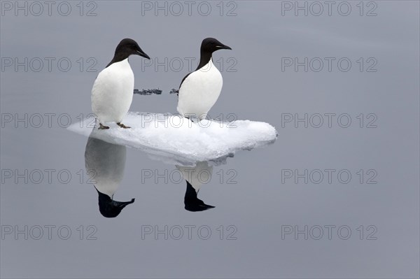 Thick-billed murre or Brunnich's guillemot