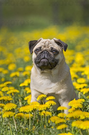Pug puppy sitting in a dandelion meadow