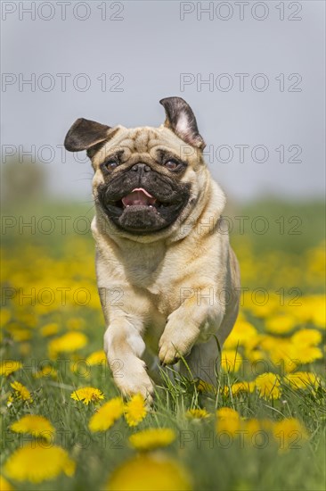 Pug puppy running in a dandelion meadow