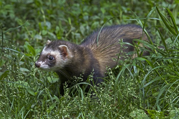 Ferret