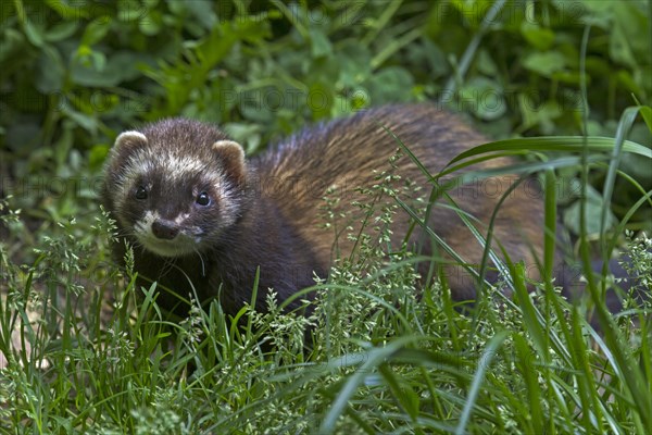 Ferret