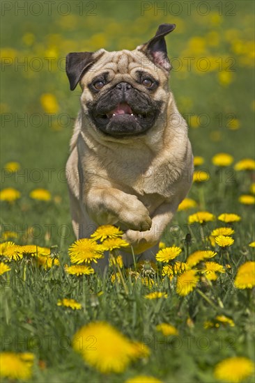 Pug puppy running in a dandelion meadow