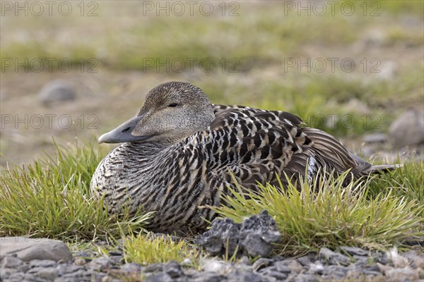 Eider