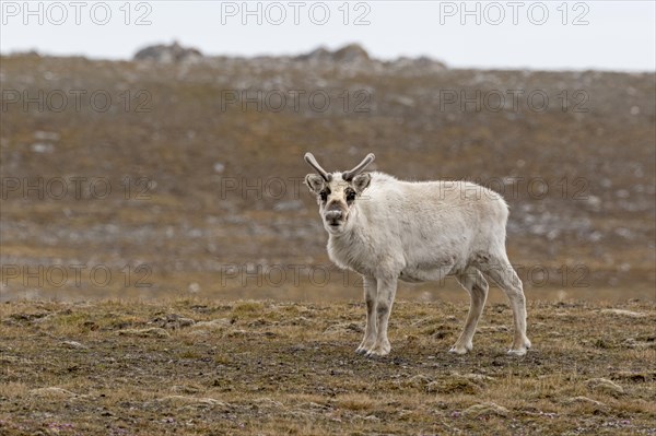 Svalbard reindeer