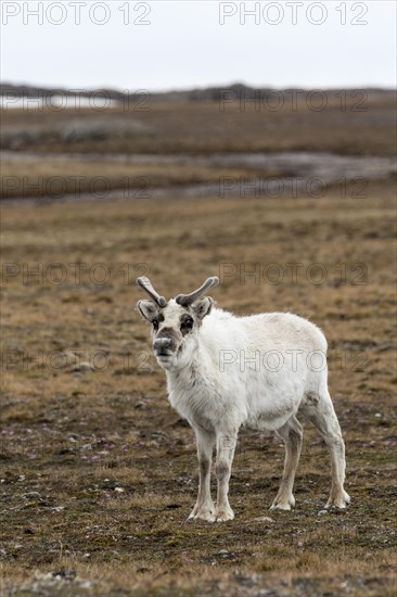 Svalbard reindeer