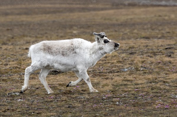 Svalbard reindeer