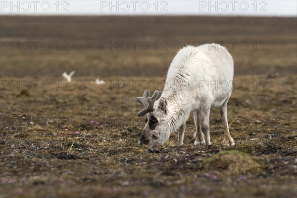 Svalbard reindeer