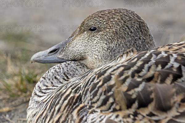 Eider