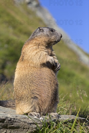 Alpine marmot