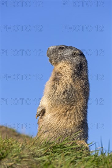 Alpine marmot