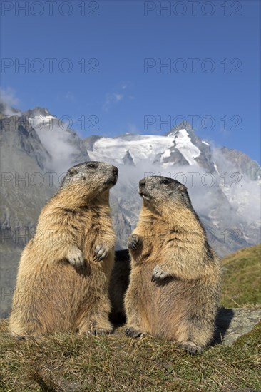 Alpine marmot