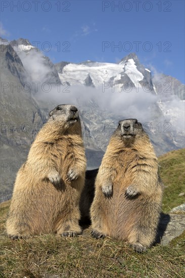 Alpine marmot