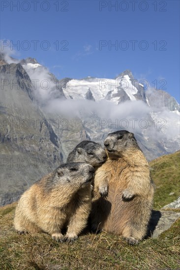 Alpine marmot