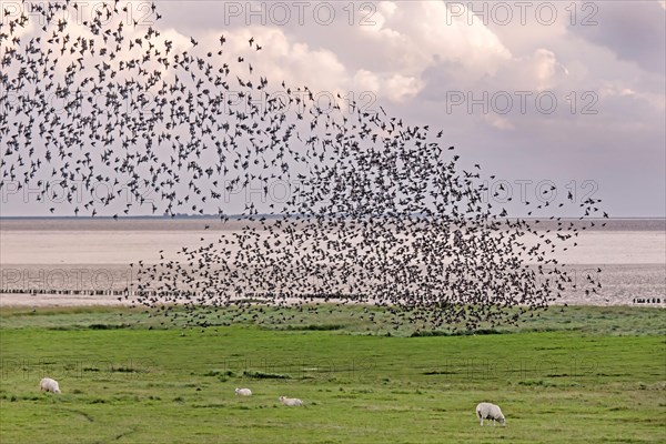 Flock of starlings