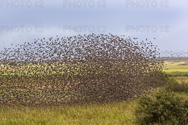 Flock of starlings