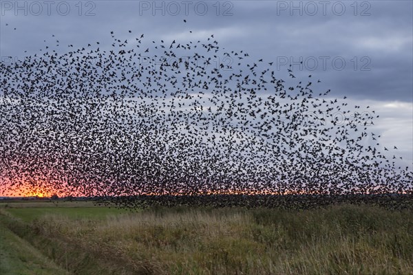 Flock of starlings