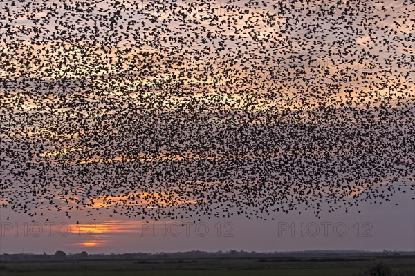 Flock of starlings