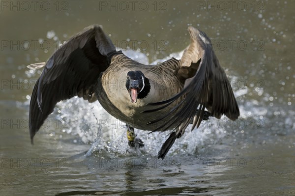 Canada Goose