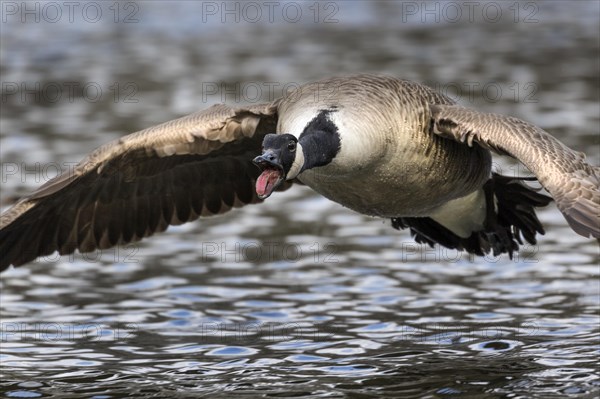 Canada Goose