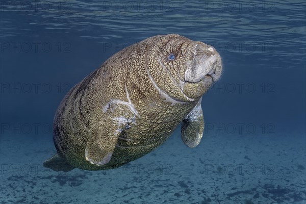 Young West Indian manatee or sea cow