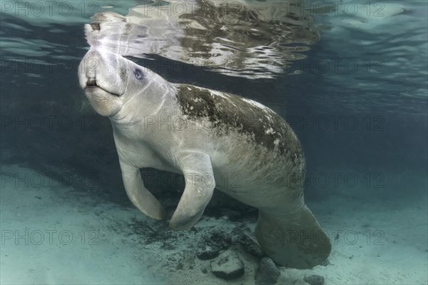 West Indian manatee or sea cow