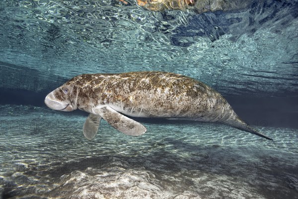 West Indian manatee or sea cow