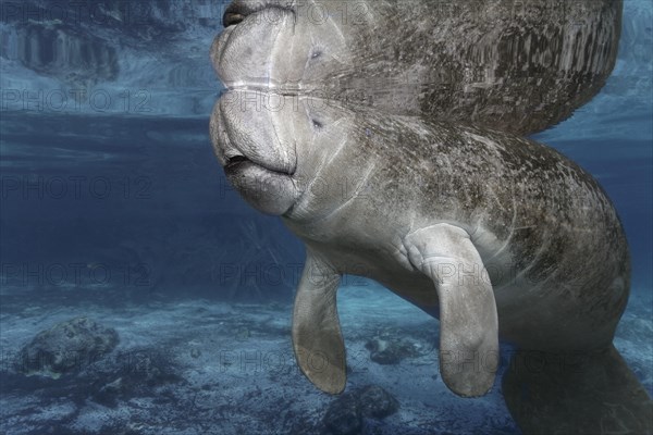 West Indian manatee or sea cow