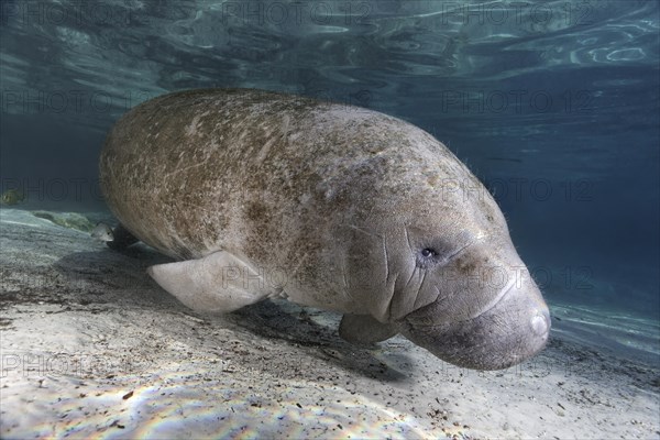 West Indian manatee or sea cow