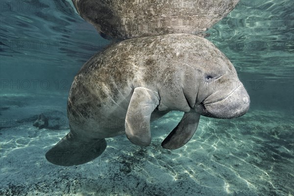 West Indian manatee or sea cow