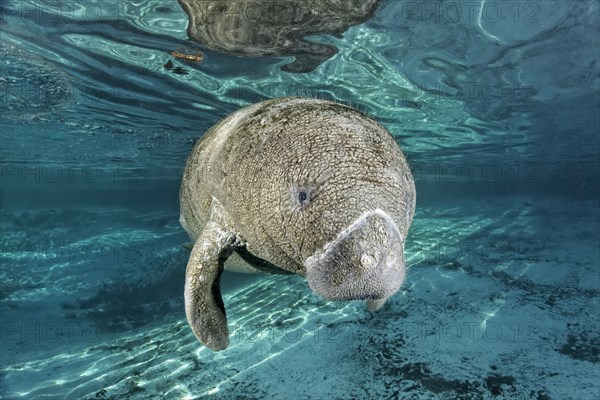 Young West Indian manatee or sea cow