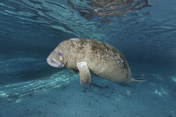 Young West Indian manatee or sea cow