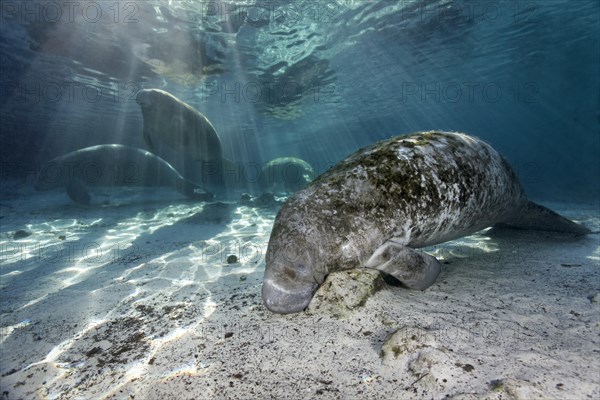 Group of West Indian manatees or sea cows