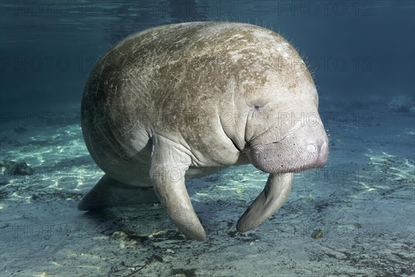 West Indian manatee or sea cow