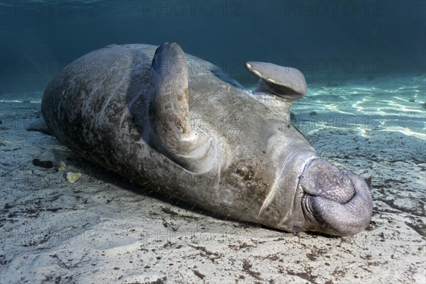 West Indian manatee or sea cow