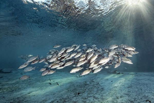 Shoal of gray snappers