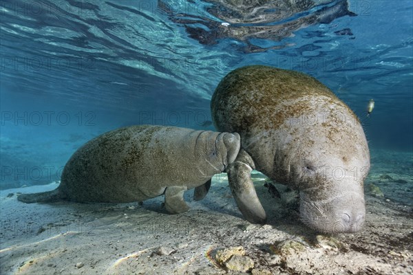 West Indian manatee or sea cow