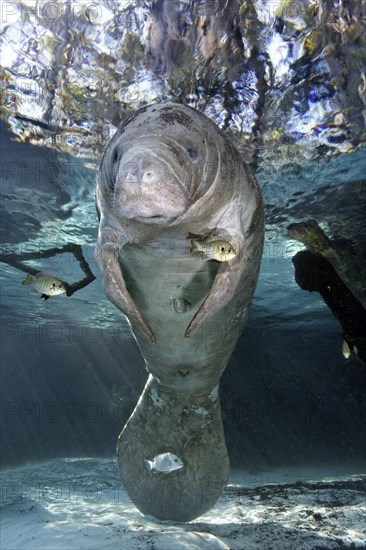 West Indian manatee or sea cow