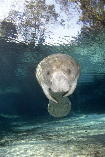 West Indian manatee or sea cow