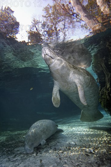 Two West Indian manatees or sea cows
