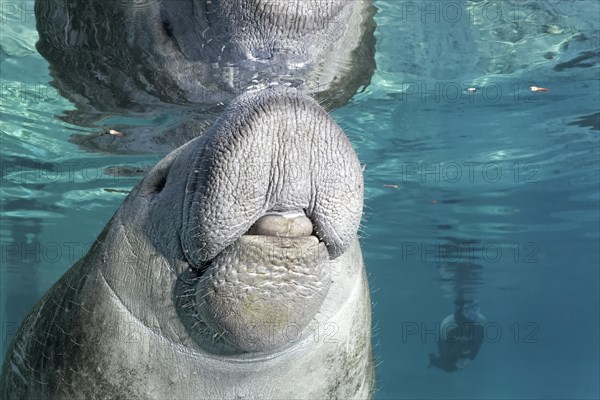 West Indian manatee or sea cow