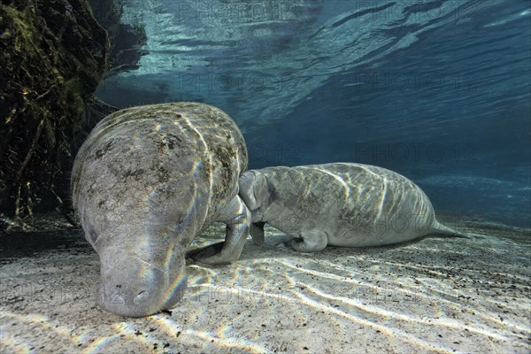 West Indian manatee or sea cow