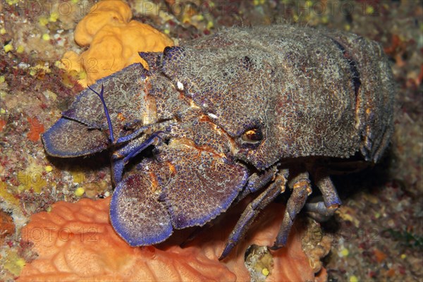 Mediterranean slipper lobster