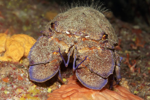 Mediterranean slipper lobster