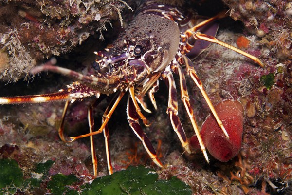 European spiny lobster