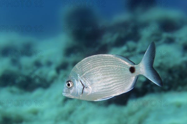 Common two-banded seabream