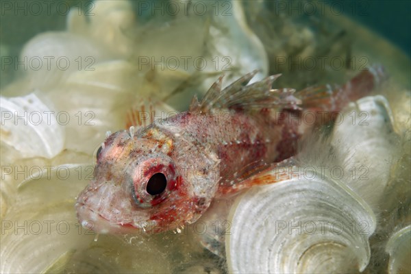 Small red scorpionfish